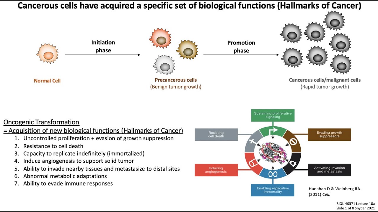 Lecture 10b: Cancer Biology + Immune Evasion
