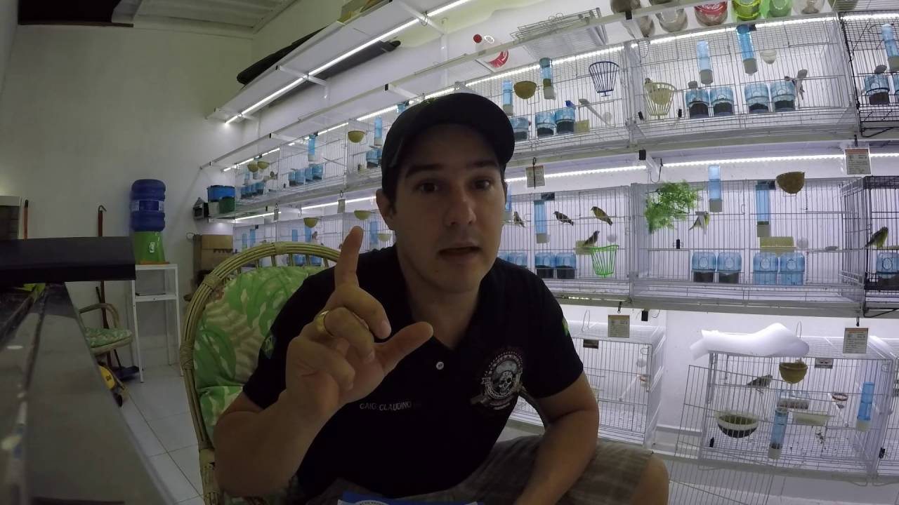 Criação de Pintassilgo - Alimentação e Preventivos Vídeo 6