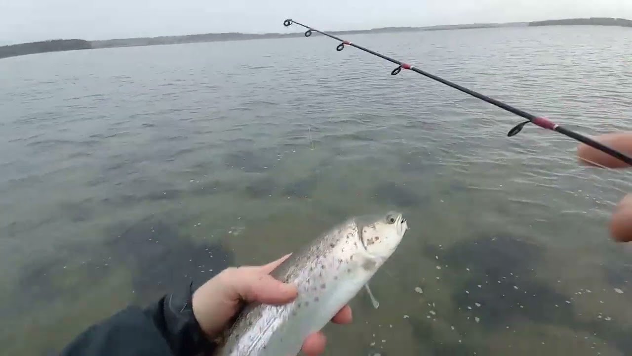 I fjorden med en ispind på 80 cm.  - besøg pladsen nu