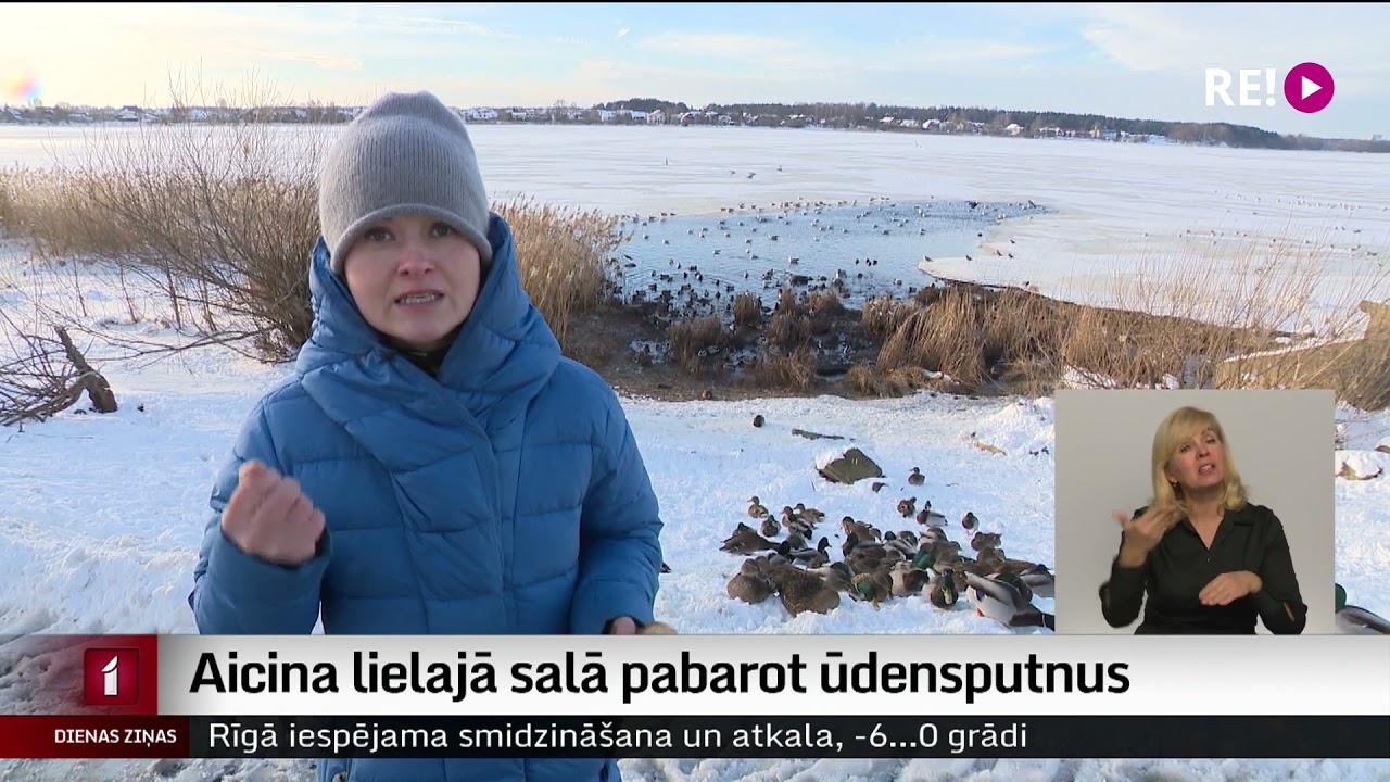 Aicina lielajā salā pabarot ūdensputnus
