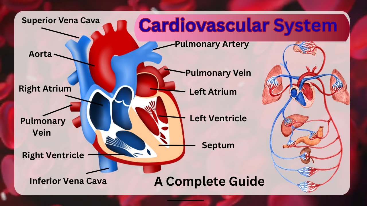 How Circulatory System Woks Step by Step | Heart | Blood | Blood Vessels & Blood Flow