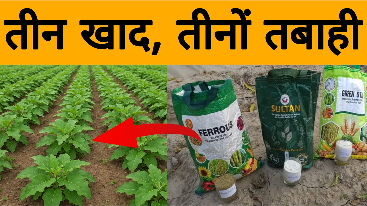 सब्जियों में रॉकेट ग्रोथ का स्प्रे 🚀 | फसल हरी-भरी, पीलापन गायब | मैग्नीशियम + जिंक + फेरस का कमाल |