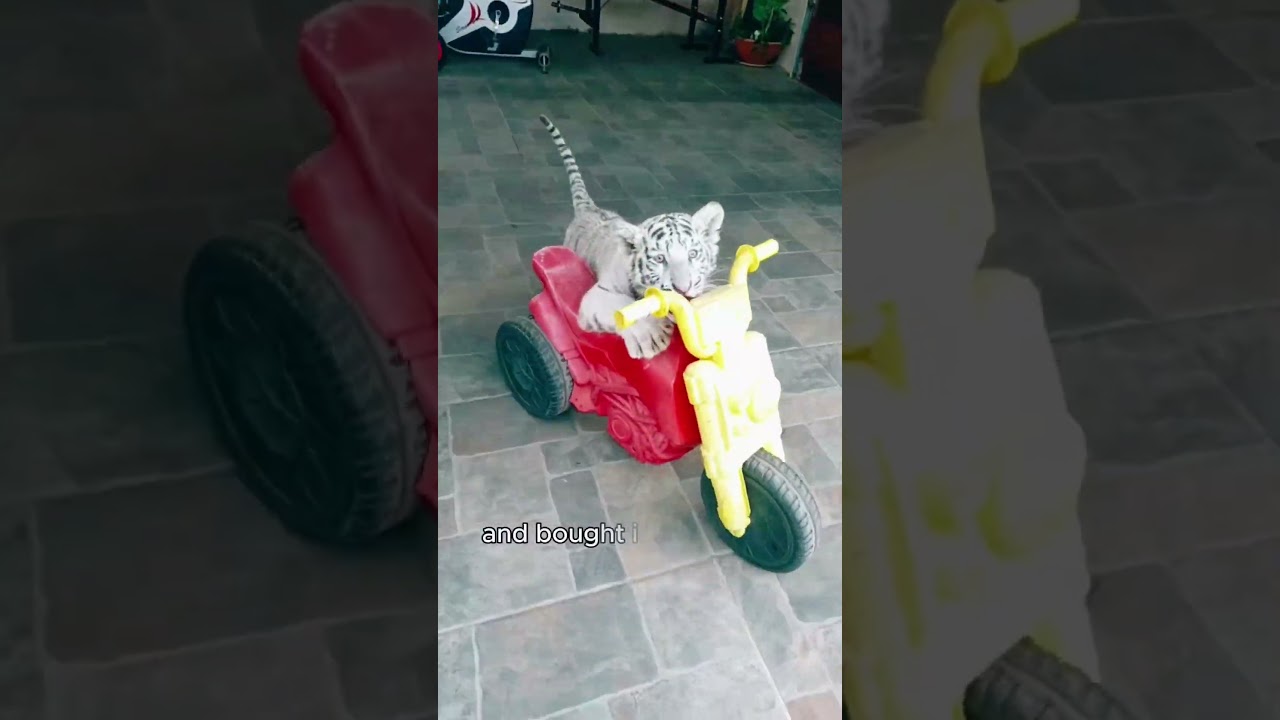 The tiger that once called him &lsquo;mom&rsquo; leaped into his arms.#shorts #animal #tiger #cute #pets
