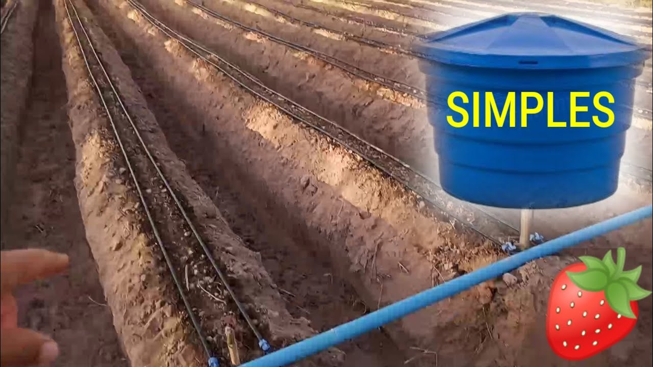 Sistema de irrigação do morango - PASSO A PASSO