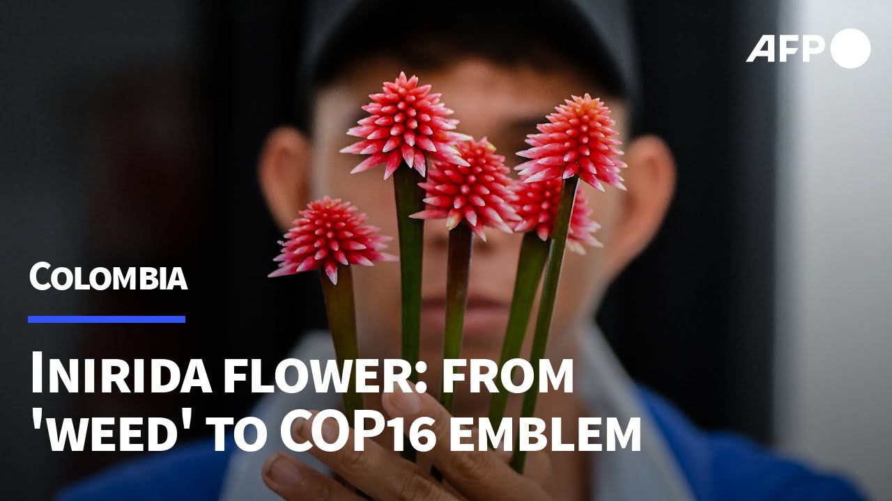 Colombia's Inirida flower: from 'weed' to COP16 emblem | AFP