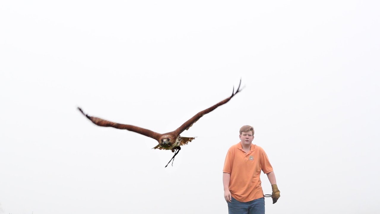 An Introduction to Falconry