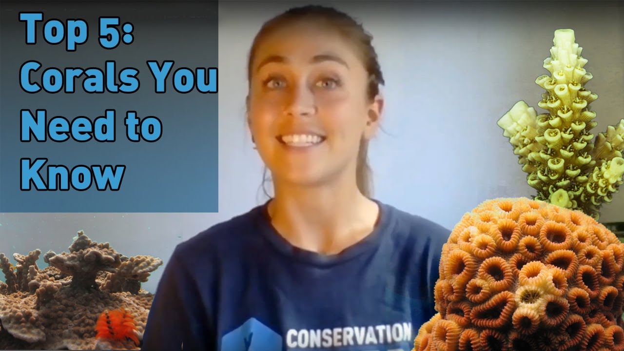 Top 5 Coral Genera of the Indo-Pacific