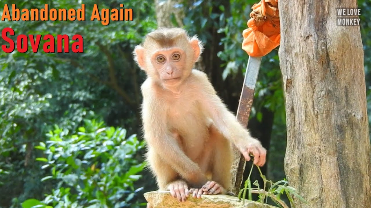 It's Really Sad Papa Lin Keep Abandoned Monkey Sovana Alone in The Troop, Rolex Want to Adopt Sovana