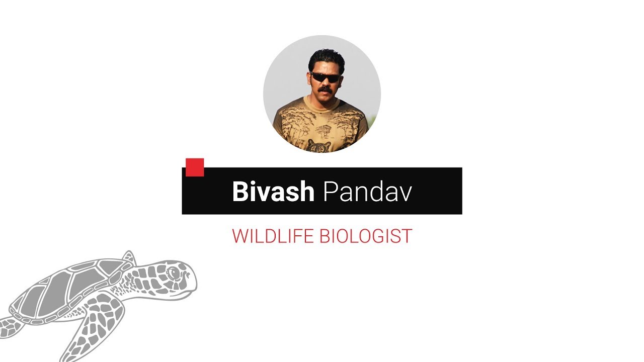 Bivash Pandav - Half Moon Nights - Time with the Sea Turtles