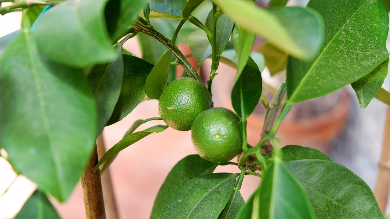 Aggiornamento agrumi 🍋 | Luglio 2021 | Food Stories