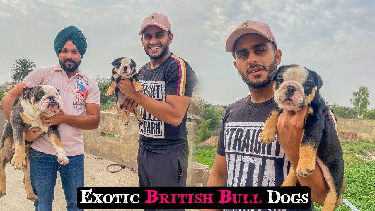 Exotic British BullDogs😱