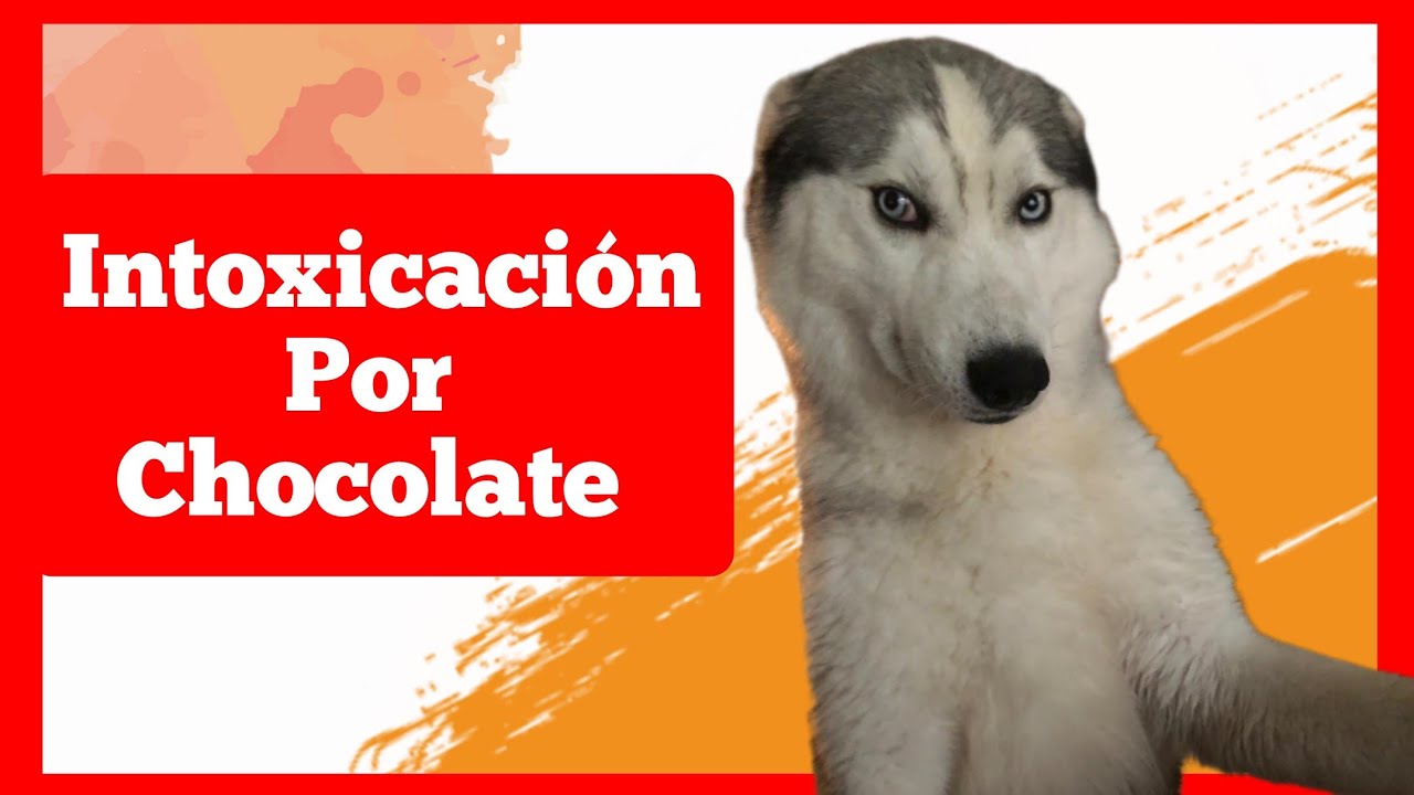 Intoxicación por chocolate en perros