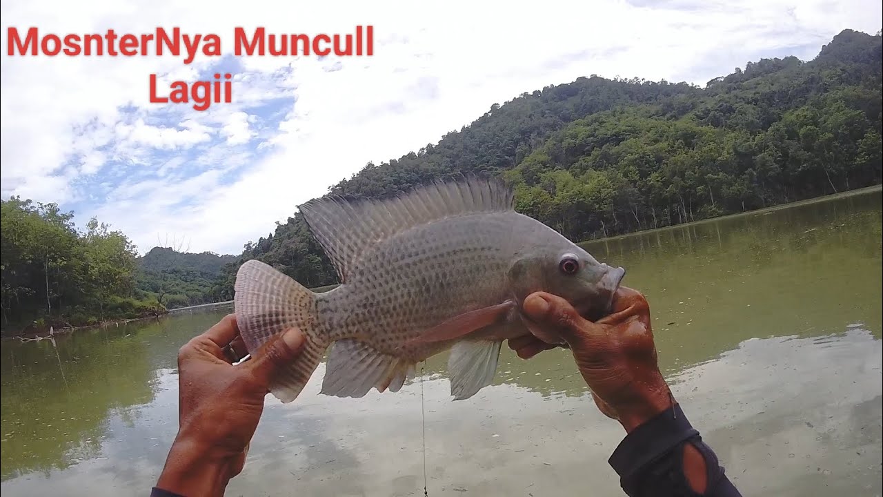 Monster Waduk Bendo Muncull Kemballi 🇮 Waduk Bendo Terbaru 2025