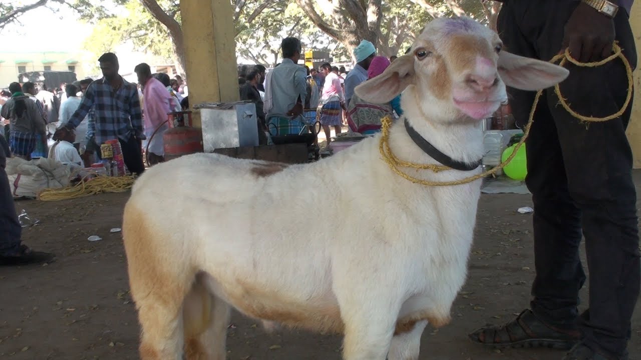 6 teeth tagaru for 25 thousands