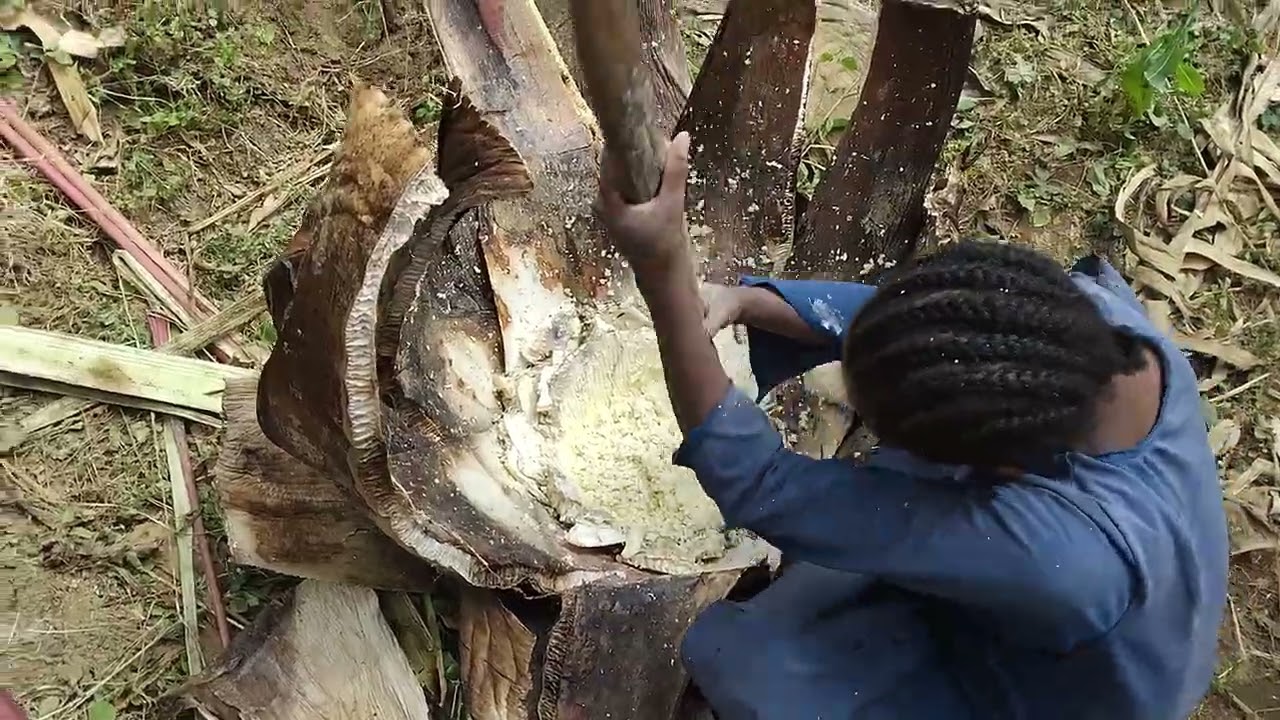 ያገሬ  ቆጮ  አፋፋቅ  ይሁት