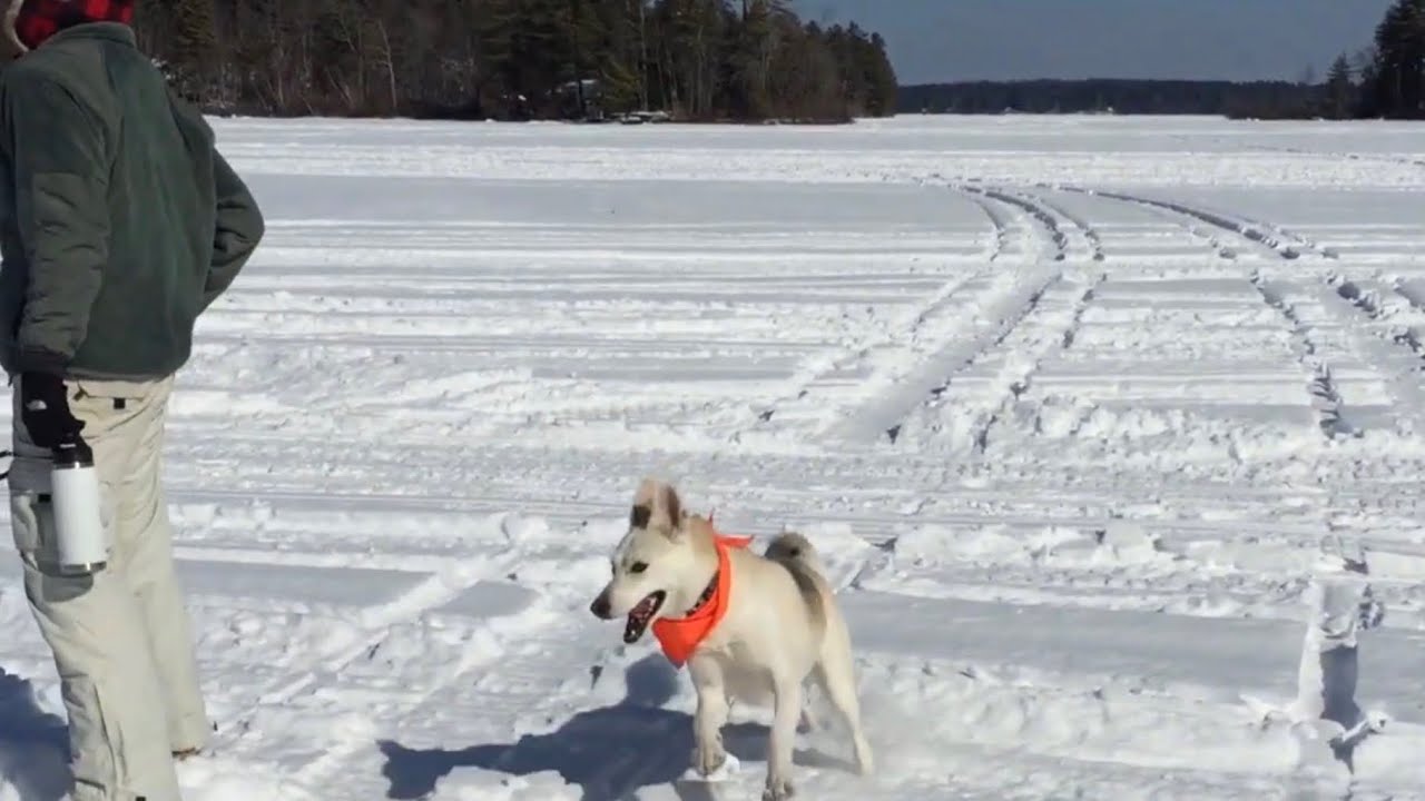 Out on the ice 2-2020 in Maine  #shepsky 