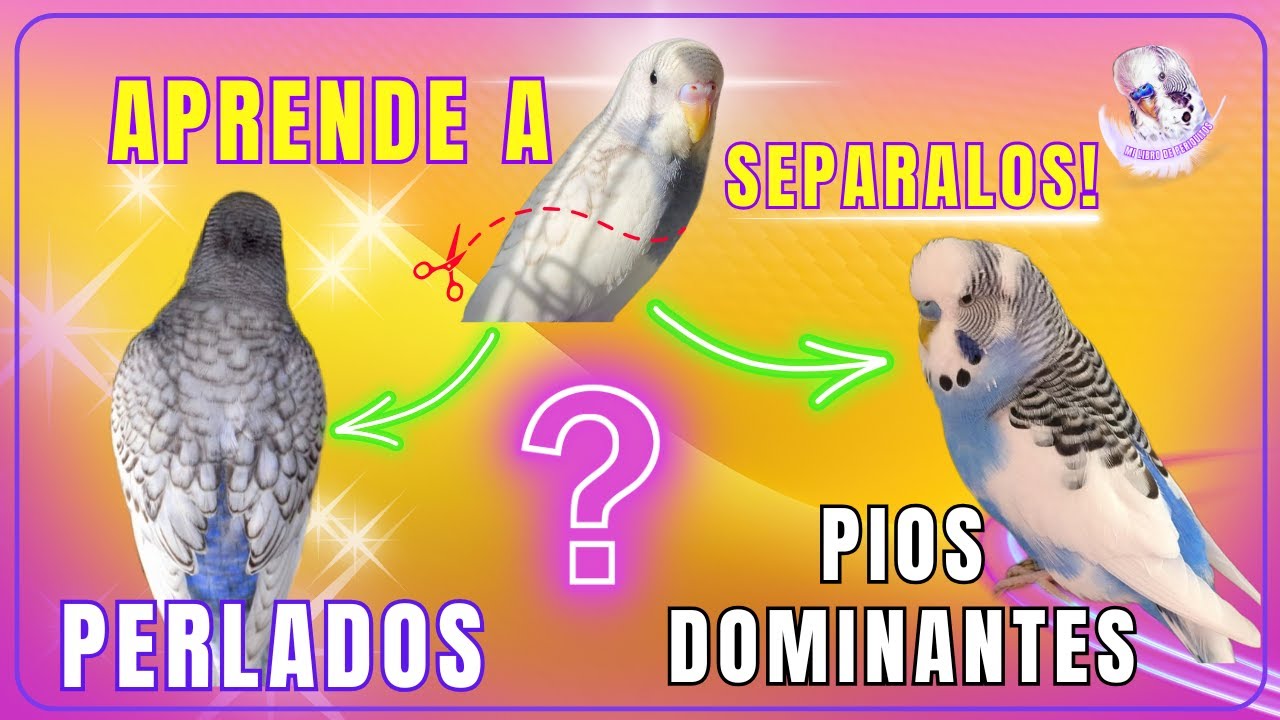 Periquitos Perlados o Píos Dominantes ❓ Aprende a separar estas mutaciones con cruces simples 🧬🐦