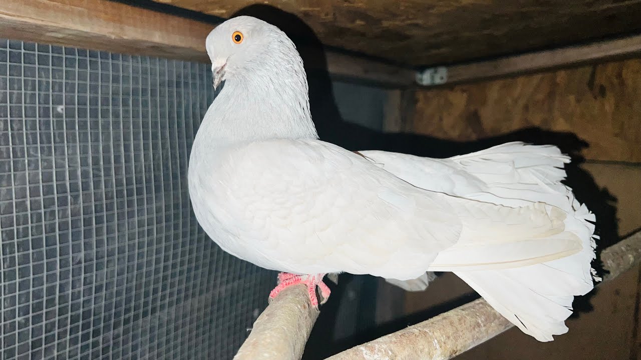 Paloma Colipavo inglés  macho recién llegado a mi criadero para reforzar mi palomar