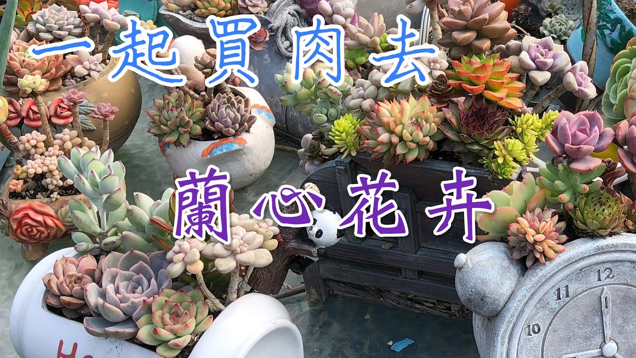 【威霖TV】一起買肉去-台中蘭心花卉多肉植物農場