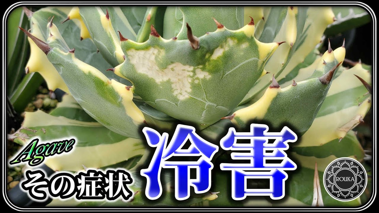 【冬から春へ】アガベのその症状『冷害』です！季節の変わり目に注意すべきこと【Agave】【多肉植物】