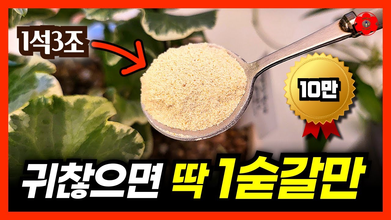 [3월 봄철 필수, 검증된 비료]ㅣ'딱 한숟가락 넣었는데' 꽃과 열매가 주렁주렁 놀랐어요ㅣ1석3조 식물영양제, 개화촉진제ㅣ만드는 방법, 사용법, 주의사항, 주는 시기까지 모두 공개