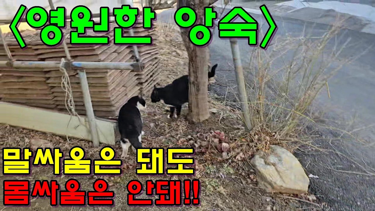 말싸움은 돼도 몸싸움은 안돼!