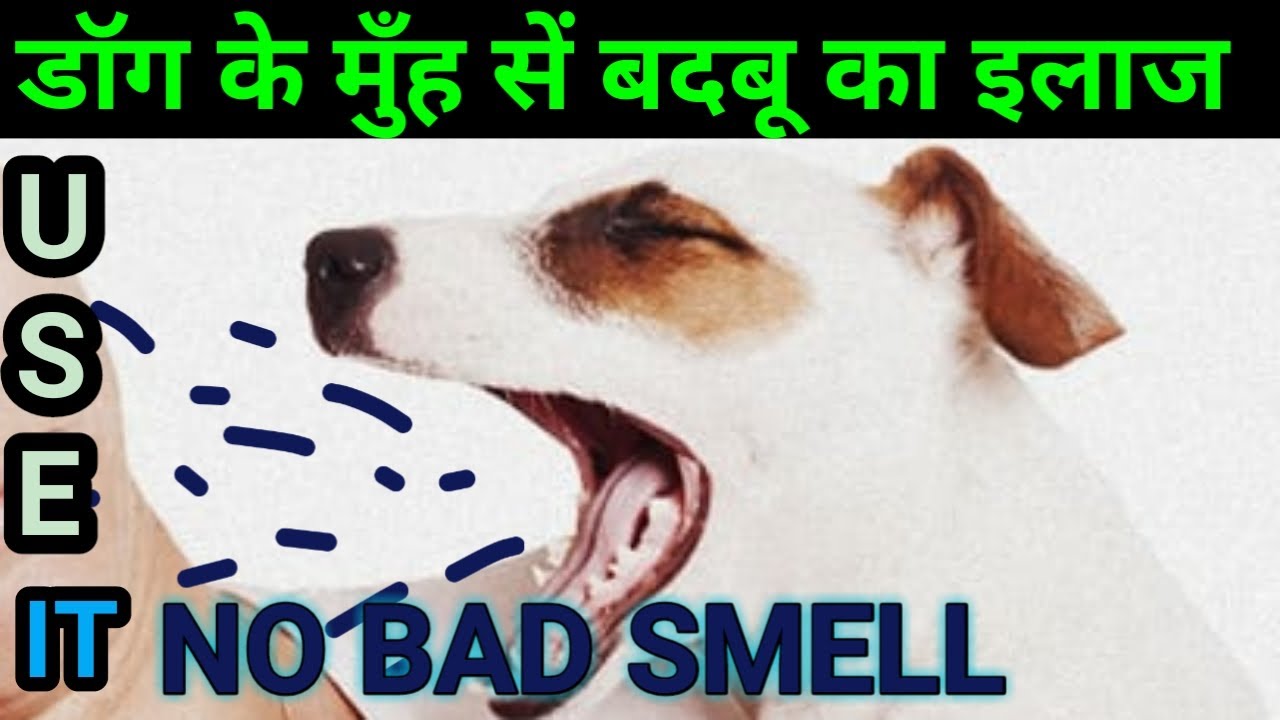 dog ke muh se badbu aana कुत्ते के मुँह सें बदबू का इलाज bad smell from dog mouth dog  smell bad
