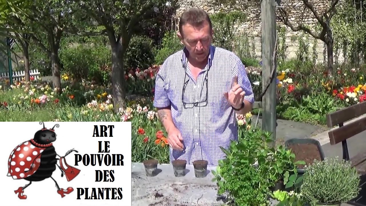 Jardinage:Comment faire un Semis d'aromatiques