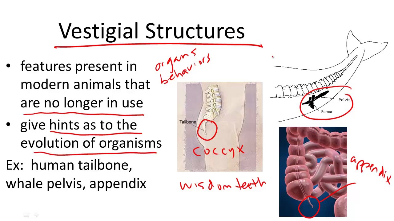 Vestigial Structures