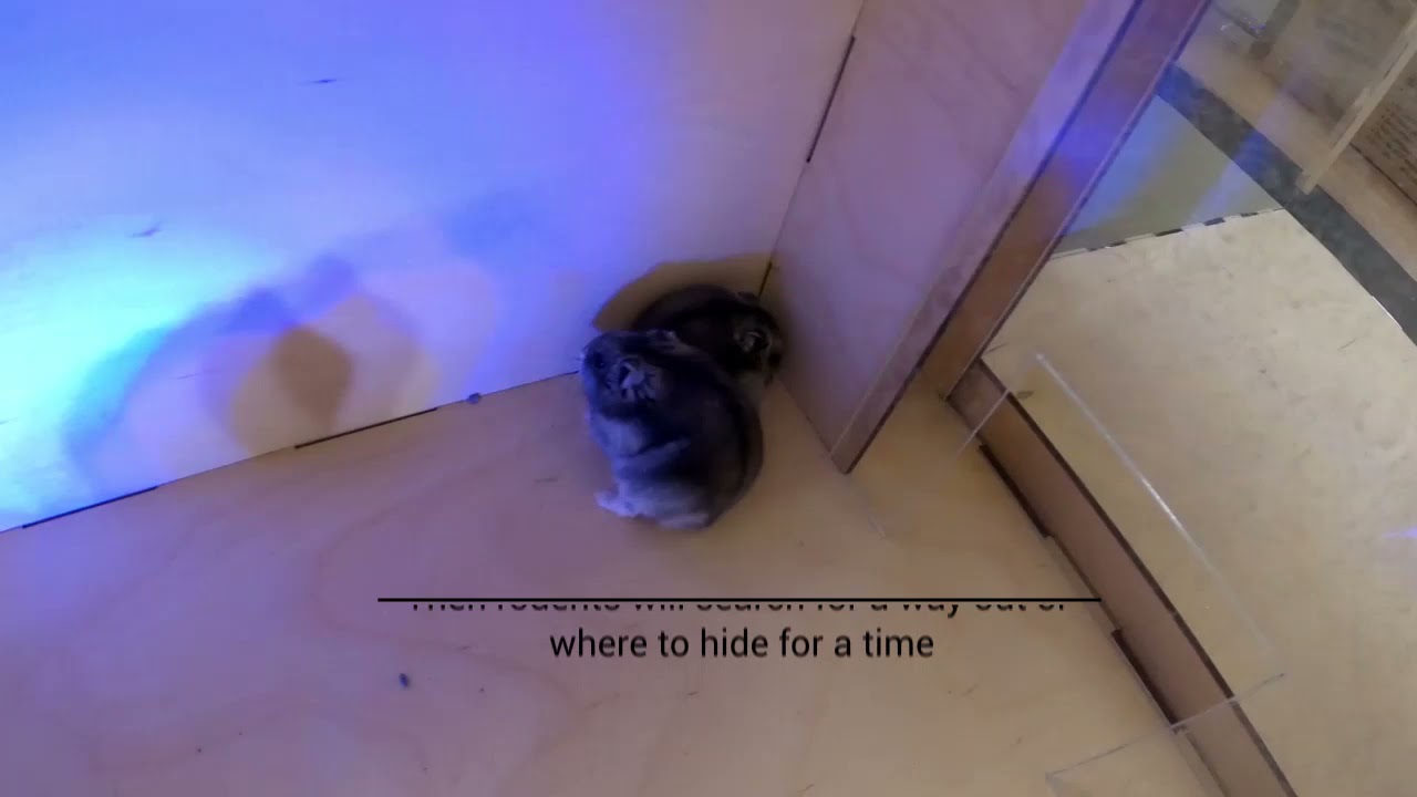 Ultrasonic pest repeller test Grad Ultra 3D