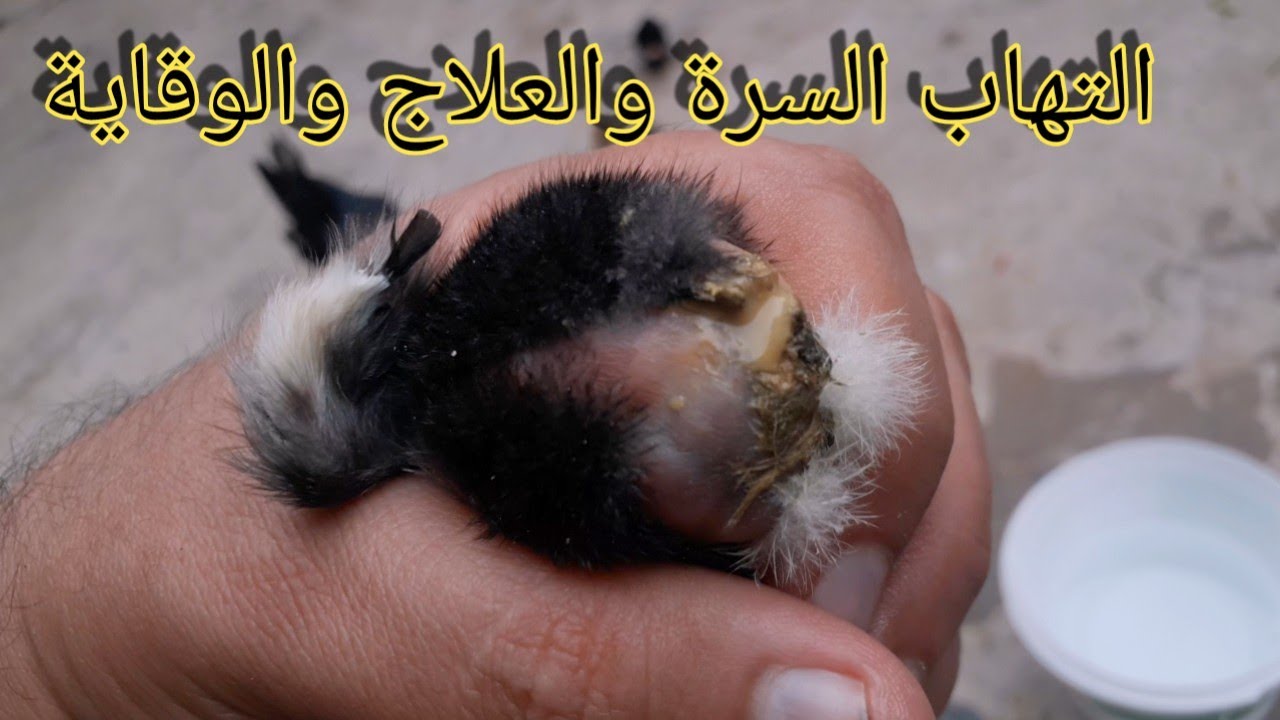 التهاب سرة الكتاكيت#التهاب سرة الصيصان#baby chicks have buttons