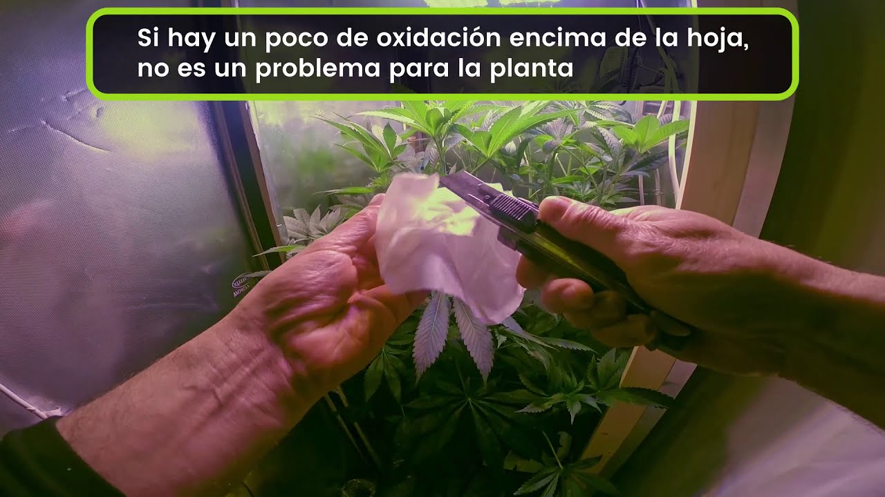9/10 - Seguimiento paso a paso de un cultivo interior de cannabis en hidropon&iacute;a.