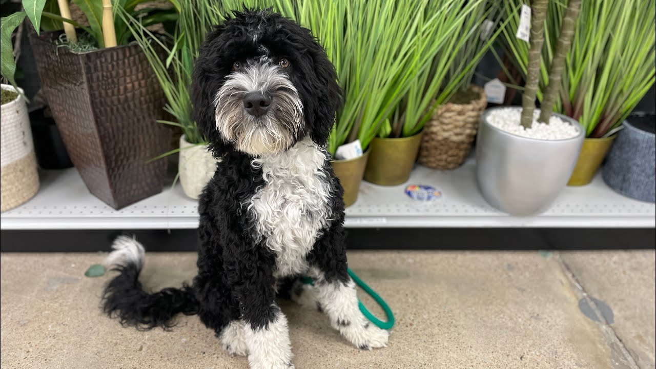 6 mo old Portuguese Water Dog | 2 Week Pawcademy | The DogPa K9 Training | Omaha NE | Teachers Pet