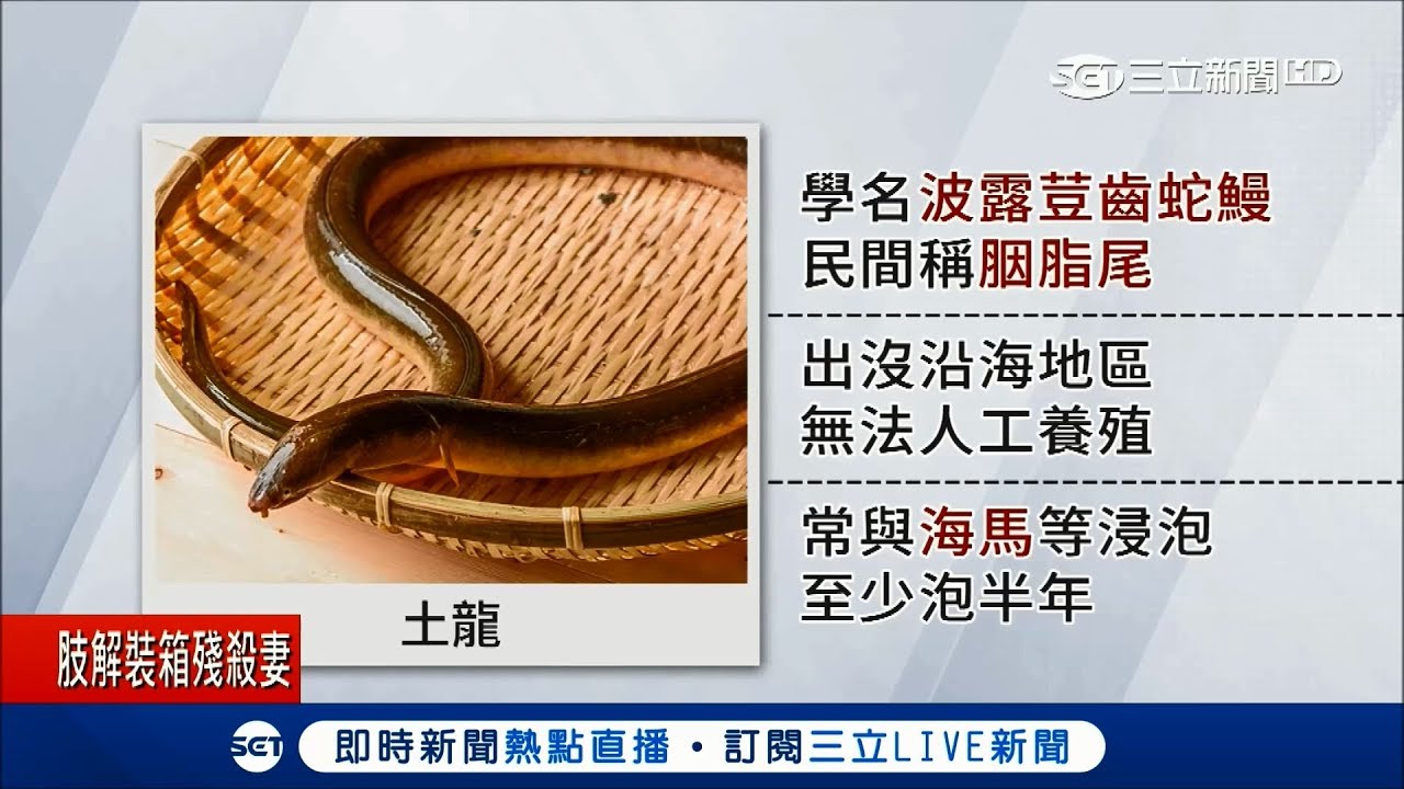 不是龍也不是蛇！土龍