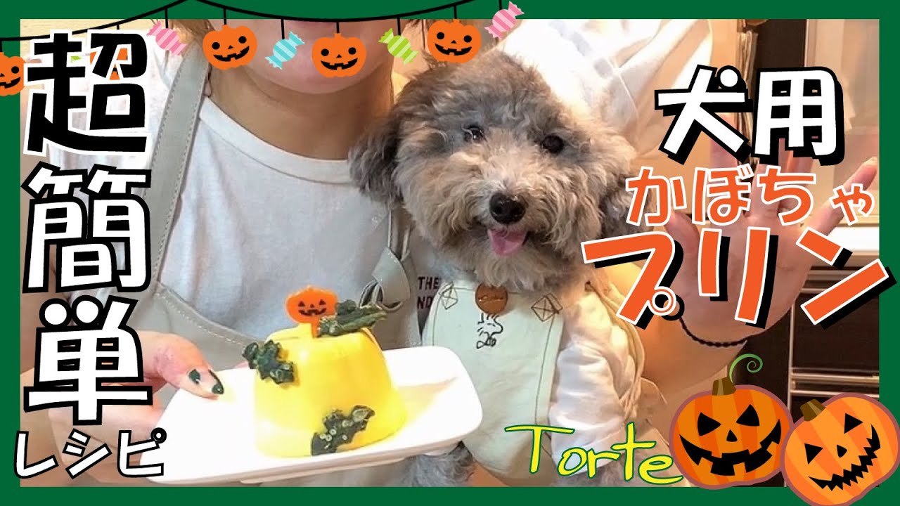 【超簡単】犬用かぼちゃプリン簡単レシピ🎃愛犬と一緒に食べれる手作りおやつを作ってみた！【Halloween】（トイプードルのTorte channel)
