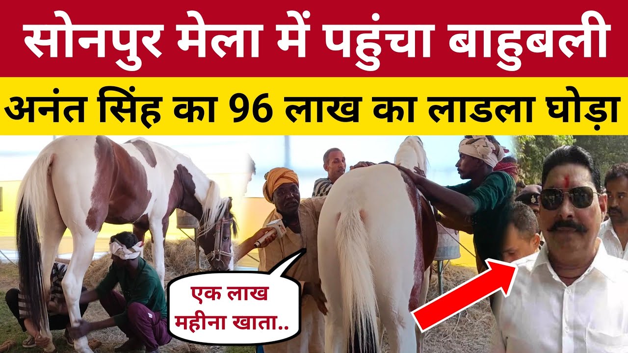 सोनपुर मेला में आया बाहुबली अनंत सिंह का लाडला घोड़ा, देखकर सब हैरान || Sonpur Mela 2024