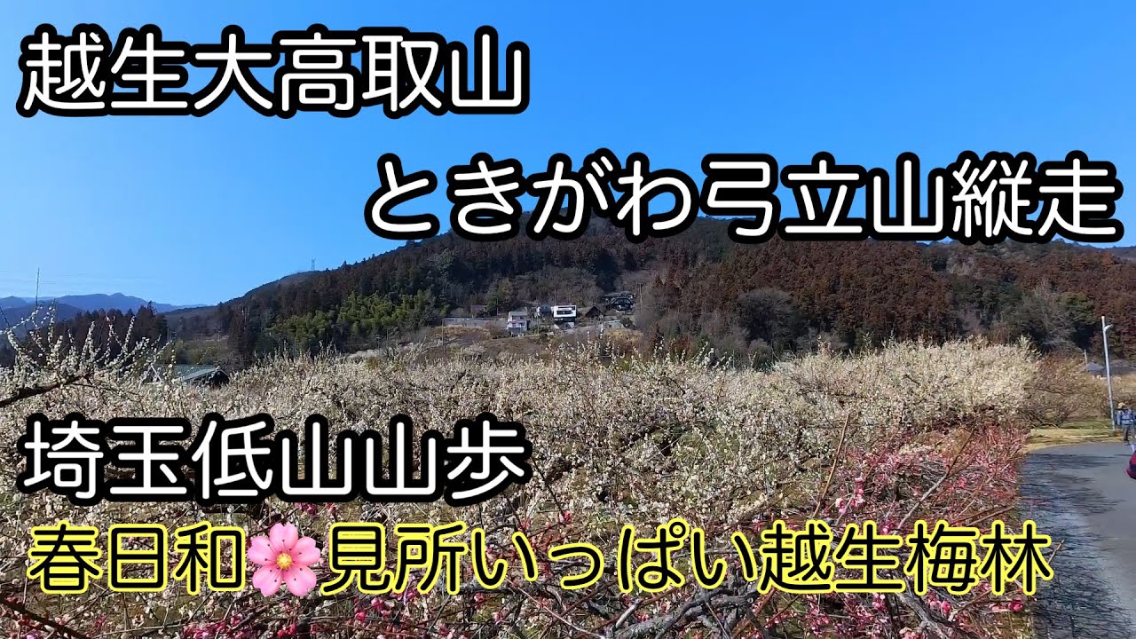【埼玉低山山歩】越生大高取山　ときがわ弓立山縦走　春日和越生梅林にいらっしゃい。