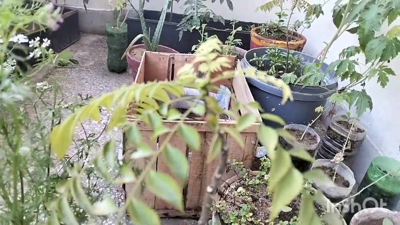 Plant Growth Update | Day by Day Growing Plants 🌿 | Easy Gardening