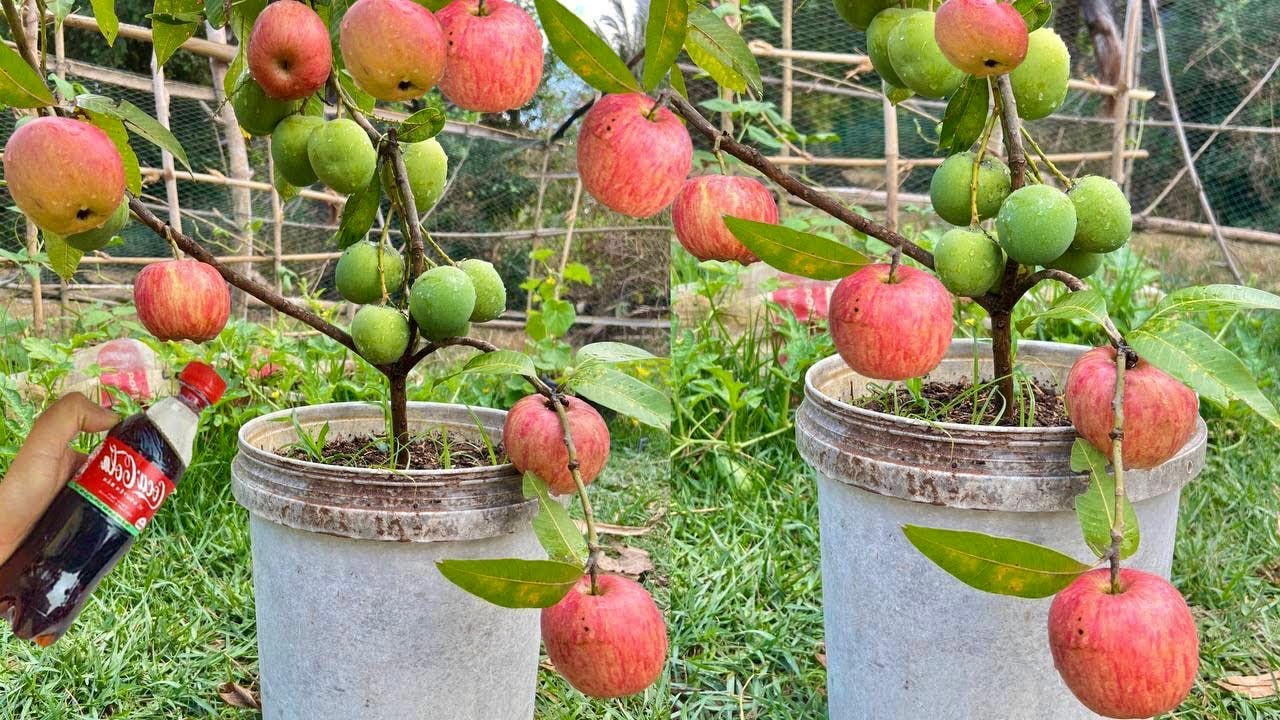 Amazing new technique; for reproducing mango trees in apples get fruit fast fast