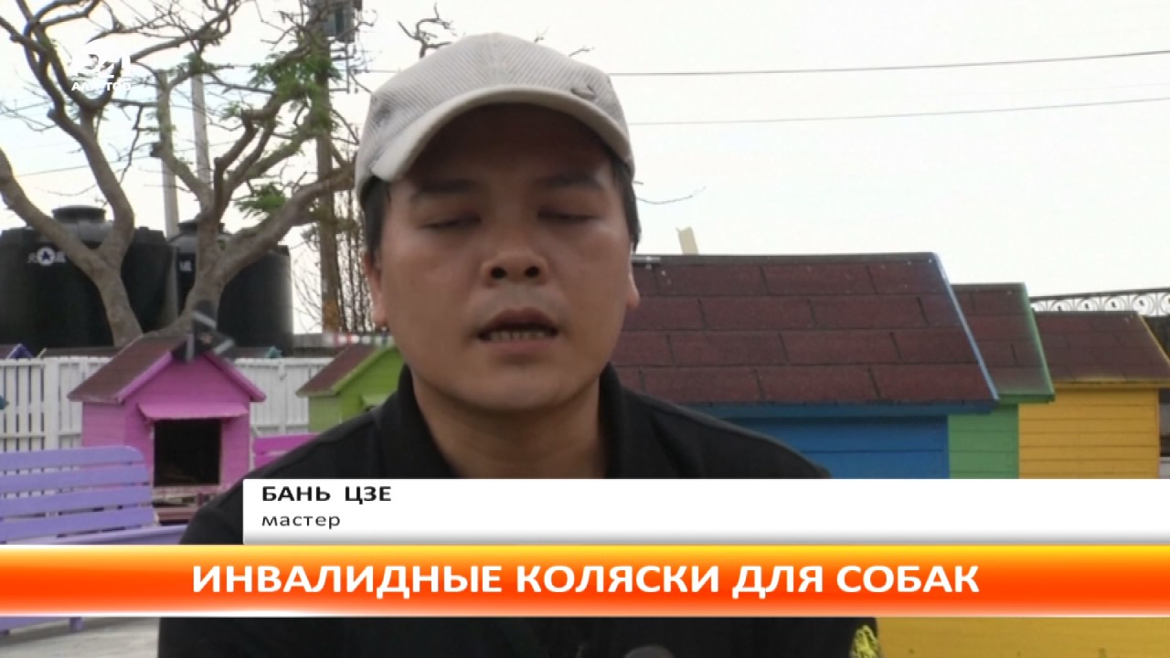 Тайваньский энтузиаст научился делать инвалидные коляски для собак и кошек