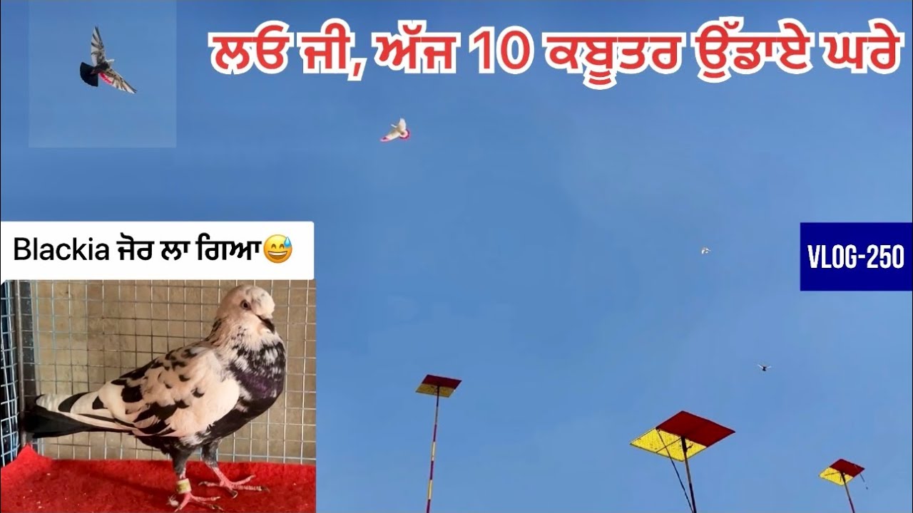 ਅੱਜ 10 ਕਬੂਤਰ🕊️ਛੱਡੇ ਘਰੇ ਤੇ ਕਹਿੰਦੇ blackiye ਦਾ ਜੋਰ ਲੱਗ ਗਿਆ ਮੇਰੇ ਵੀਰੋ|| ਹਰੀ ਟੌਰੀ ਆਲੀ ਫੇਰ ਬਾਜੀ ਛੱਡਤੀ