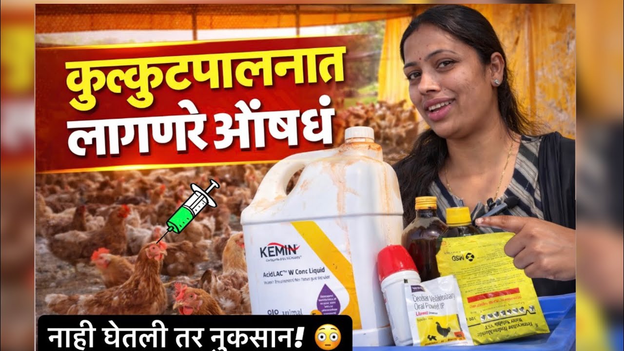 ही औषधं नसतील तर कुक्कुटपालन धोक्यात! पूर्ण लिस्ट बघा आत्ताच 😳”#SKpuregavranfarm #puregavran #viral
