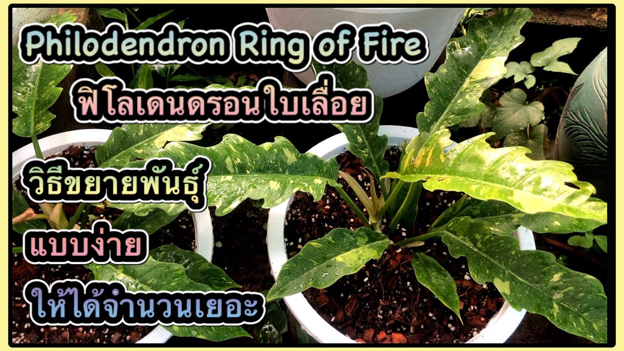 Philodendron Ring of Fire ฟิโลเดนดรอนใบเลื่อย วิธีขยายพันธุ์แบบง่ายๆ ให้ได้จำนวนเยอะ | สวนอุ่นดิน