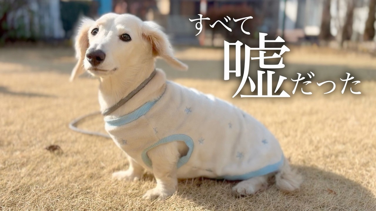 愛犬は6年間虐待されて捨てられました