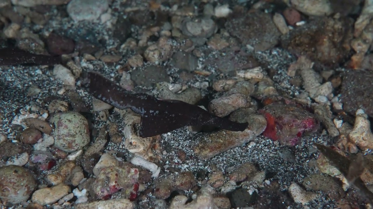 Diving in Alor, Indonesia - Part 3
