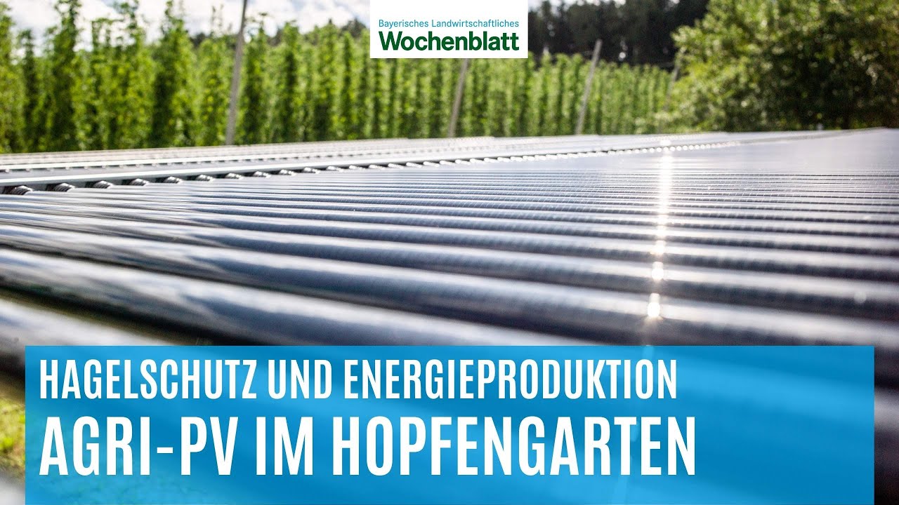 Agri-PV im Hopfen: Hagelschutz und Stromerzeugung in einem?