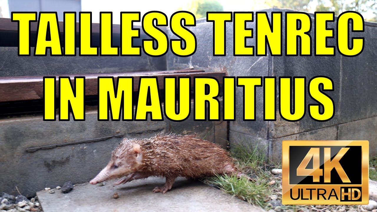 Tailless Tenrec in Mauritius | Tang a l'Ile Maurice