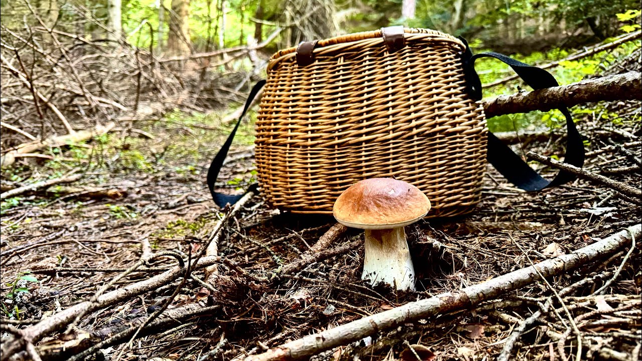 GIOIELLI DI ABETE -Funghi porcini 2024