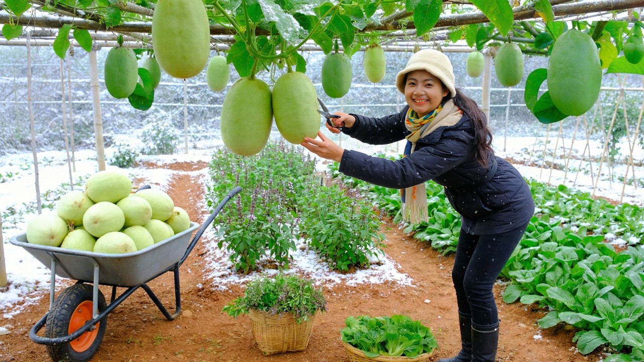Office Woman Quit The City : Harvest Granadilla, Herbs,Choy Sum To Sell – Cook Healthy Meals, Garden