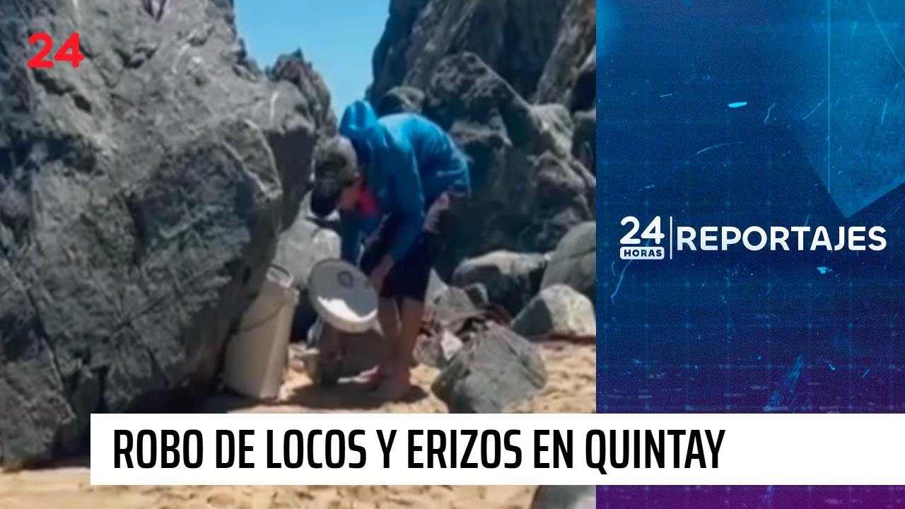Robo de locos y erizos en áreas de manejo de Quintay